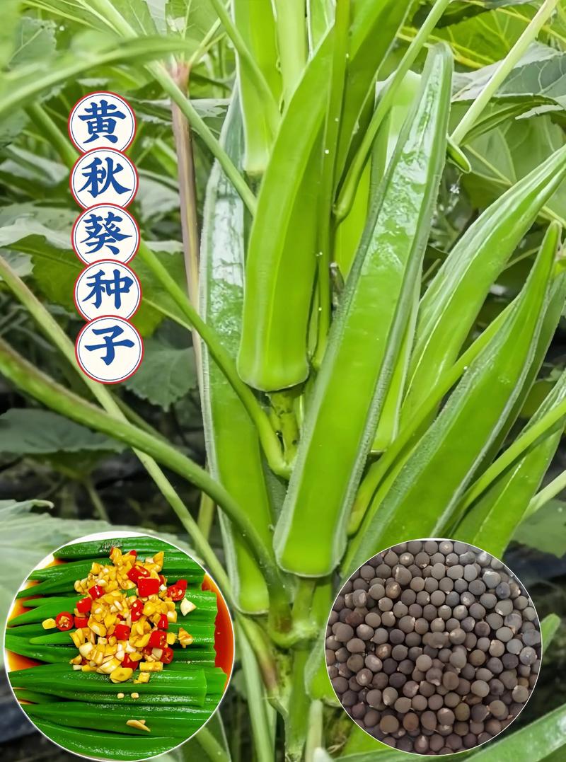 黄秋葵哪个品种产量最高?-图2 黄秋葵哪个品种产量最高?-图2