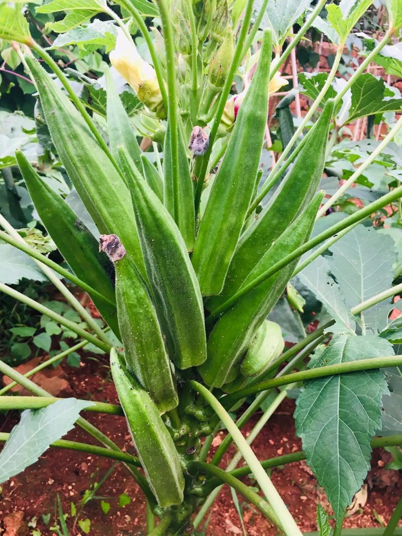 黄秋葵哪个品种产量最高?-图1 黄秋葵哪个品种产量最高?-图1