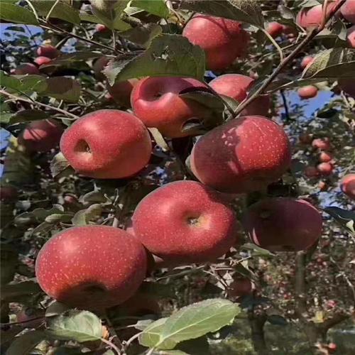 红色之爱种植技术视频,如何高效种植?-图2 红色之爱种植技术视频,如何高效种植?-图2