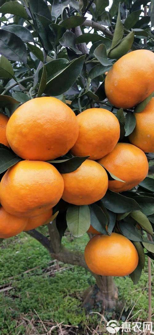 最高档柑桔橙品种有哪些？-图3