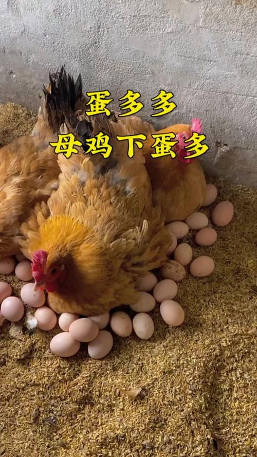 什么品种的母鸡下蛋最大?-图1 什么品种的母鸡下蛋最大?-图1