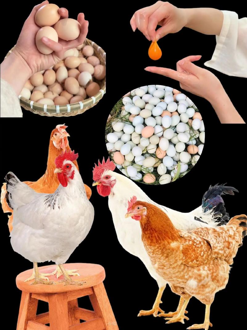 什么品种的母鸡下蛋最大？-图2