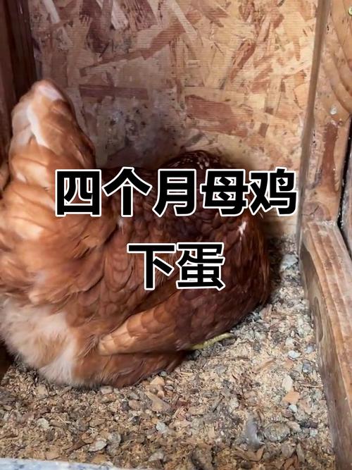 什么品种的母鸡下蛋最大？-图3