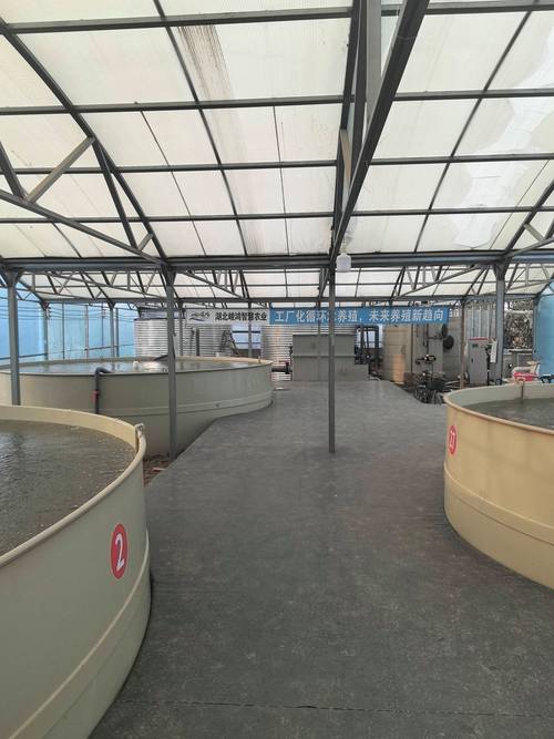 化肥养鱼如何实现高产？-图2