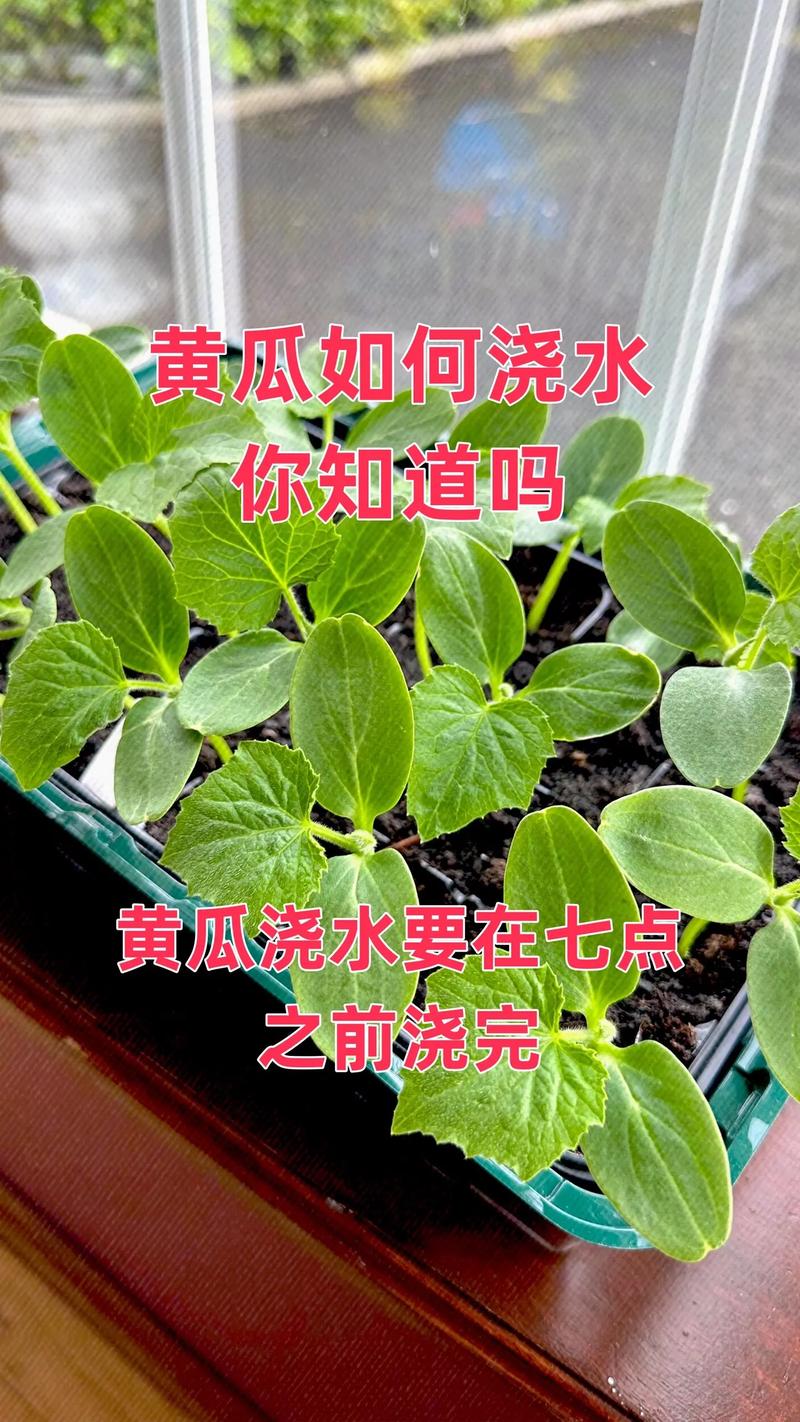黄瓜幼苗浇水,何时浇、浇多少才合适?-图1 黄瓜幼苗浇水,何时浇、浇多少才合适?-图1
