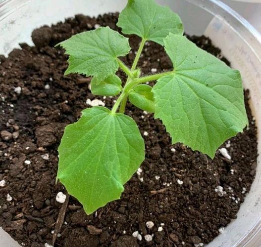 黄瓜幼苗浇水,何时浇、浇多少才合适?-图2 黄瓜幼苗浇水,何时浇、浇多少才合适?-图2