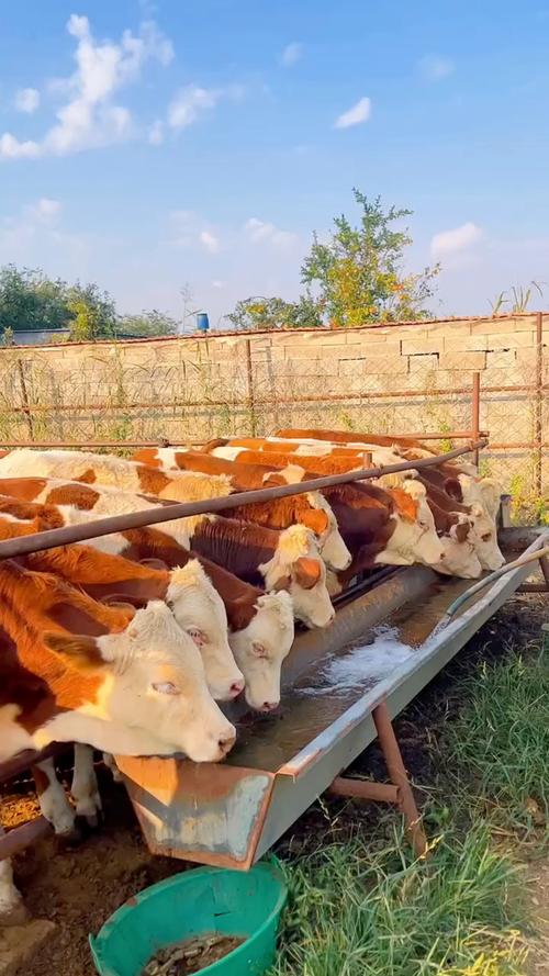 农村养殖牛选什么品种合适？-图1