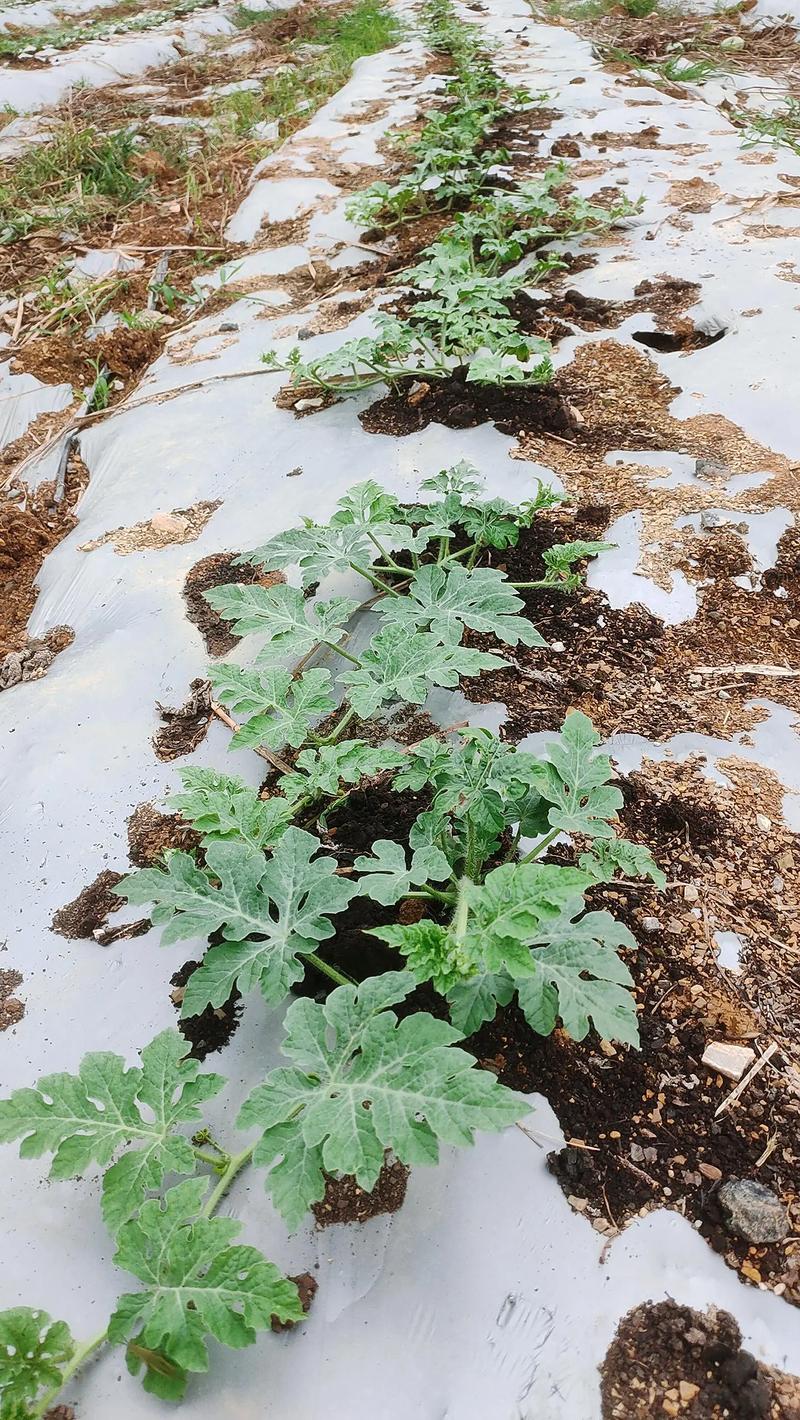 西瓜种植视频全掌握？-图1