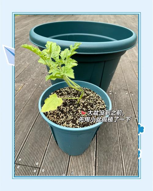 西瓜种植视频全掌握？-图2