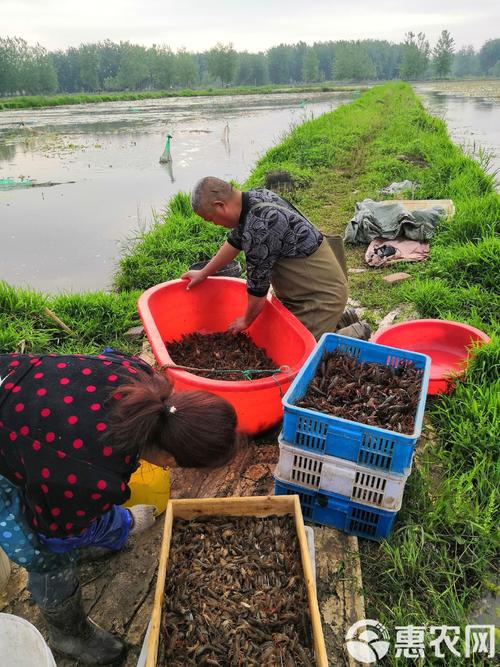 江苏冬季龙虾养殖咋管理？-图1