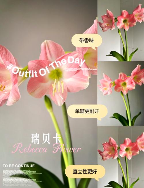 朱顶红单瓣品种有哪些？-图1