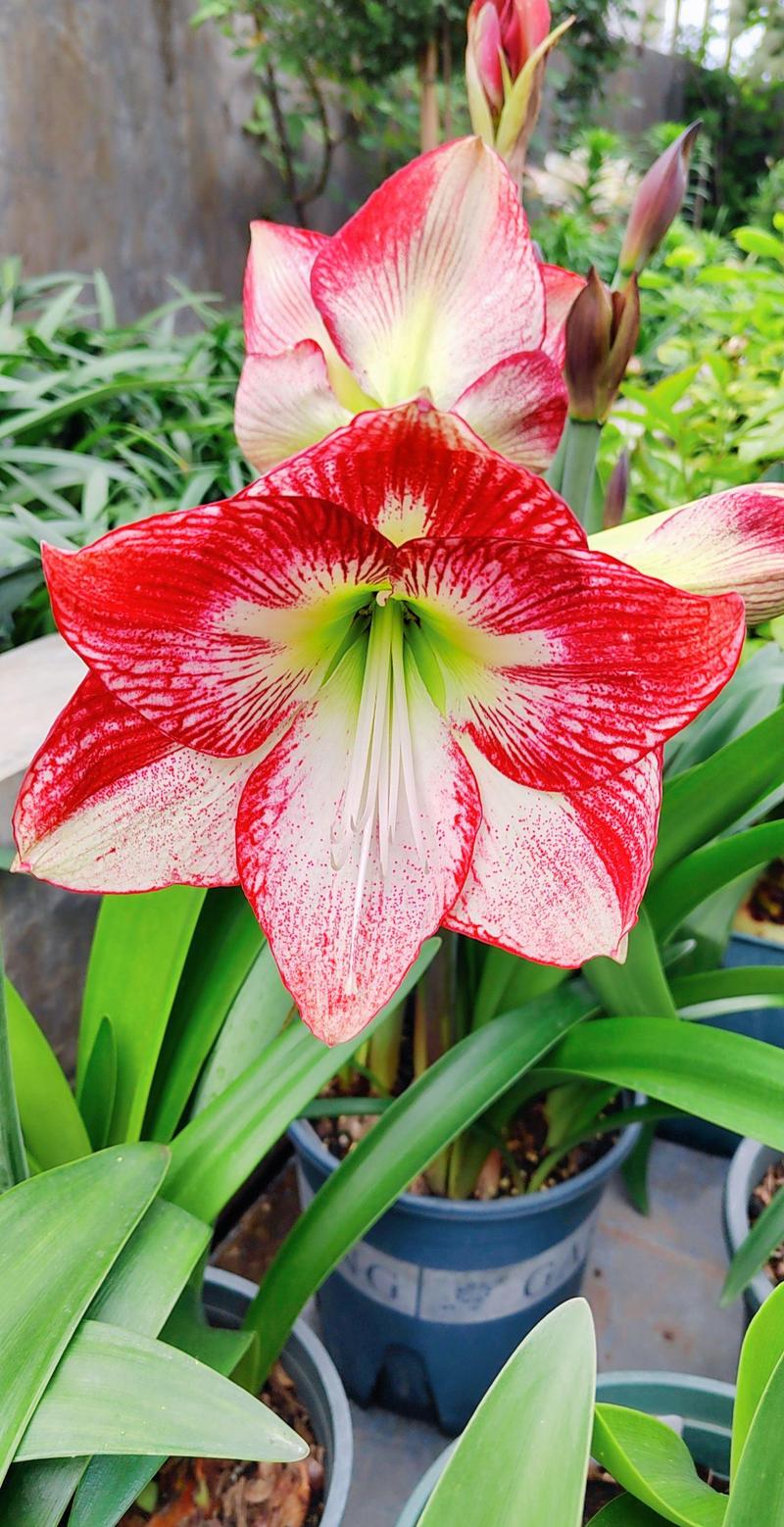 朱顶红单瓣品种有哪些？-图2