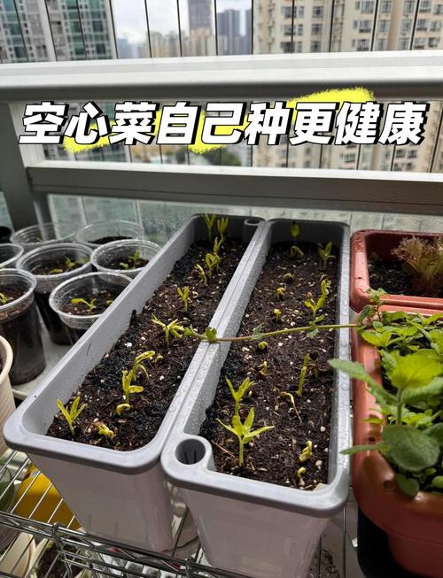 冬天菜心种植技术要点有哪些?-图1 冬天菜心种植技术要点有哪些?-图1