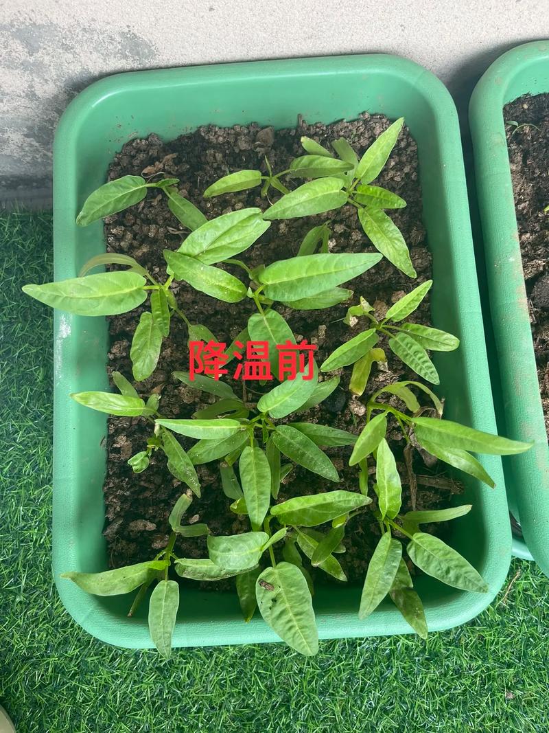 冬天菜心种植技术要点有哪些?-图2 冬天菜心种植技术要点有哪些?-图2
