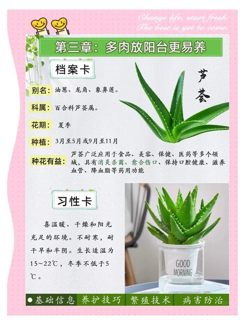 芦荟品种名称图片,常见品种有哪些?-图3 芦荟品种名称图片,常见品种有哪些?-图3