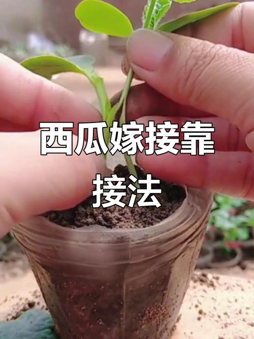 西瓜嫁接技术视频，新手如何快速掌握？-图1