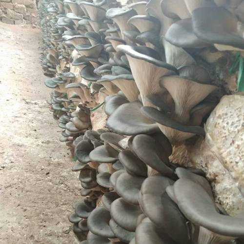 荆州大棚蘑菇种植技术-图1 荆州大棚蘑菇种植技术-图1