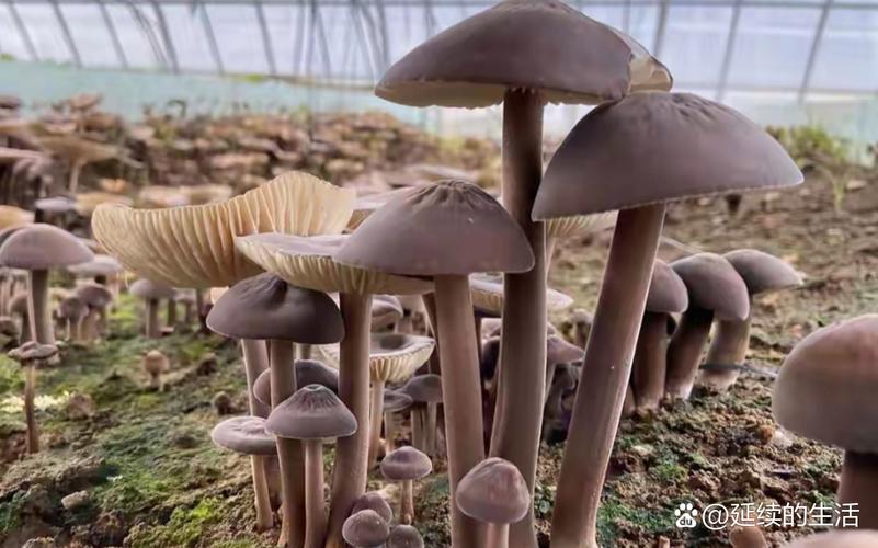 荆州大棚蘑菇种植技术-图2 荆州大棚蘑菇种植技术-图2