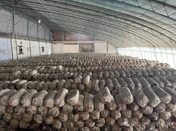 荆州大棚蘑菇种植技术-图3 荆州大棚蘑菇种植技术-图3