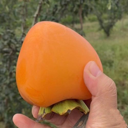 柿子 两层 尖 品种-图2