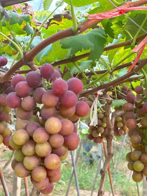 常见大葡萄品种有哪些？-图1