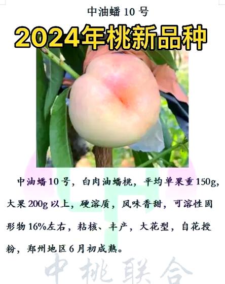 今年桃树栽啥品种好?-图2 今年桃树栽啥品种好?-图2