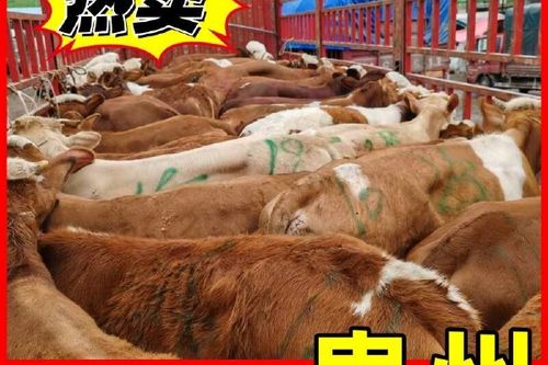 西门塔尔牛最新价格多少钱一头？-图2