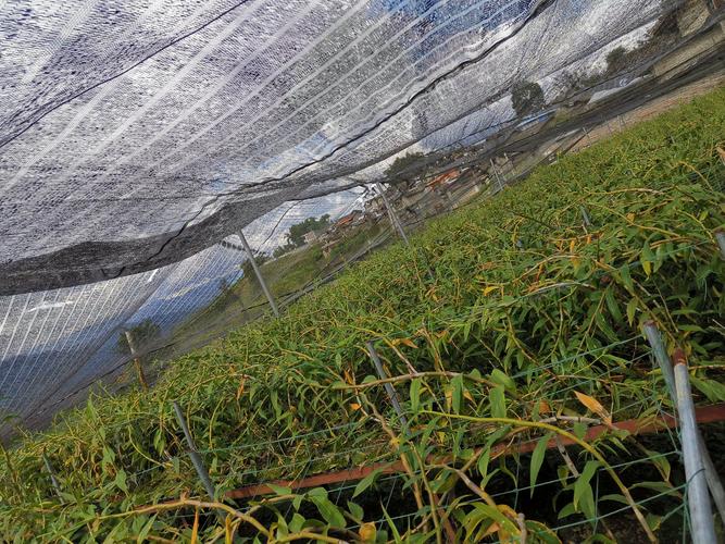 贝母高产种植技术视频有哪些关键点？-图1