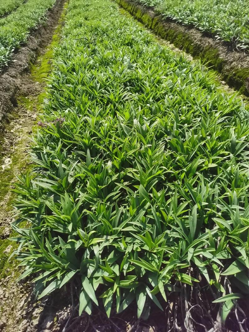 贝母高产种植技术视频有哪些关键点？-图2