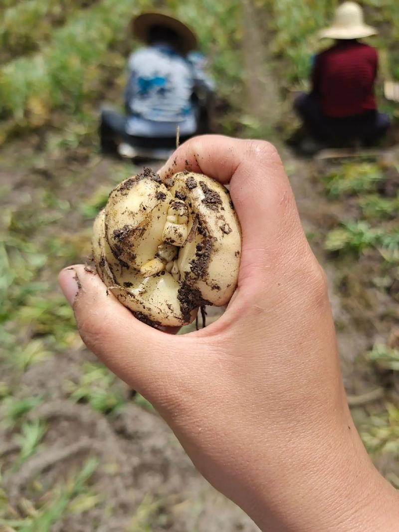 贝母高产种植技术视频有哪些关键点？-图3