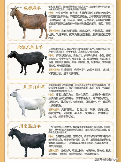 育肥羊选择什么品种好-图3