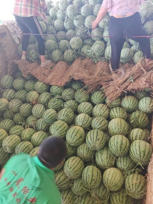 无籽西瓜是何品种培育而成？-图1