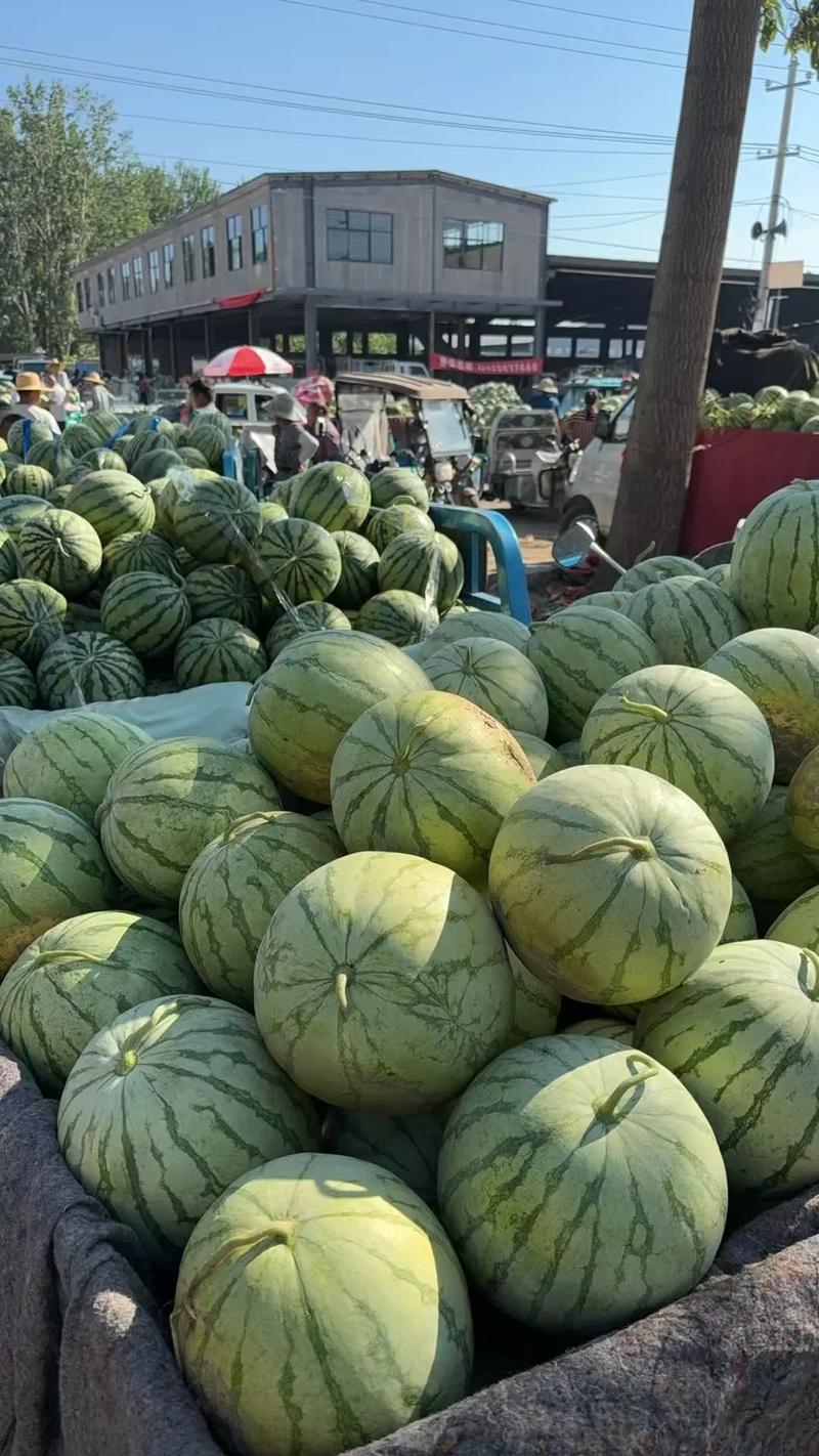 无籽西瓜是何品种培育而成？-图3