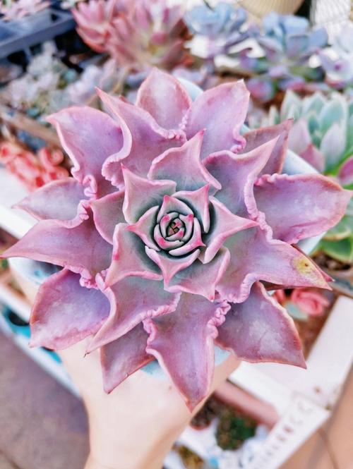 彩色多肉都有什么品种-图1