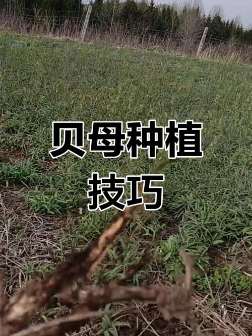 贝母种植技术视频，新手怎么学？-图2