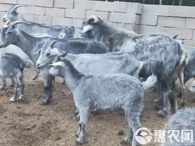 山东有哪些山羊品种？-图3