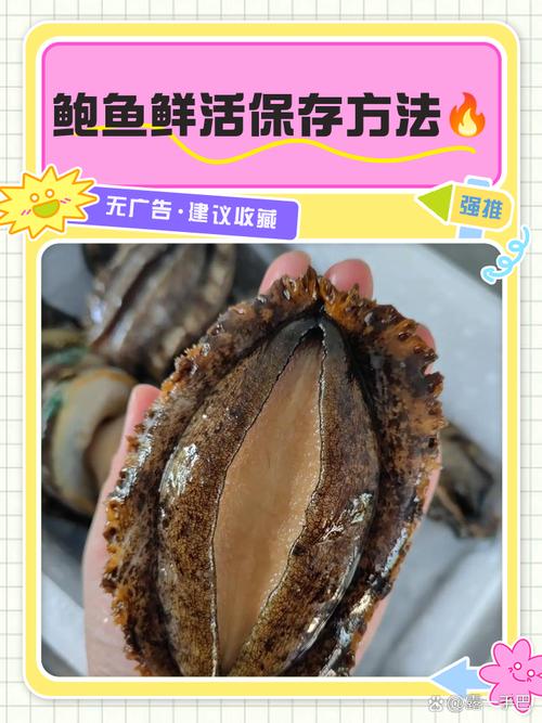 鲍鱼养殖技术如何有效提升?-图1 鲍鱼养殖技术如何有效提升?-图1