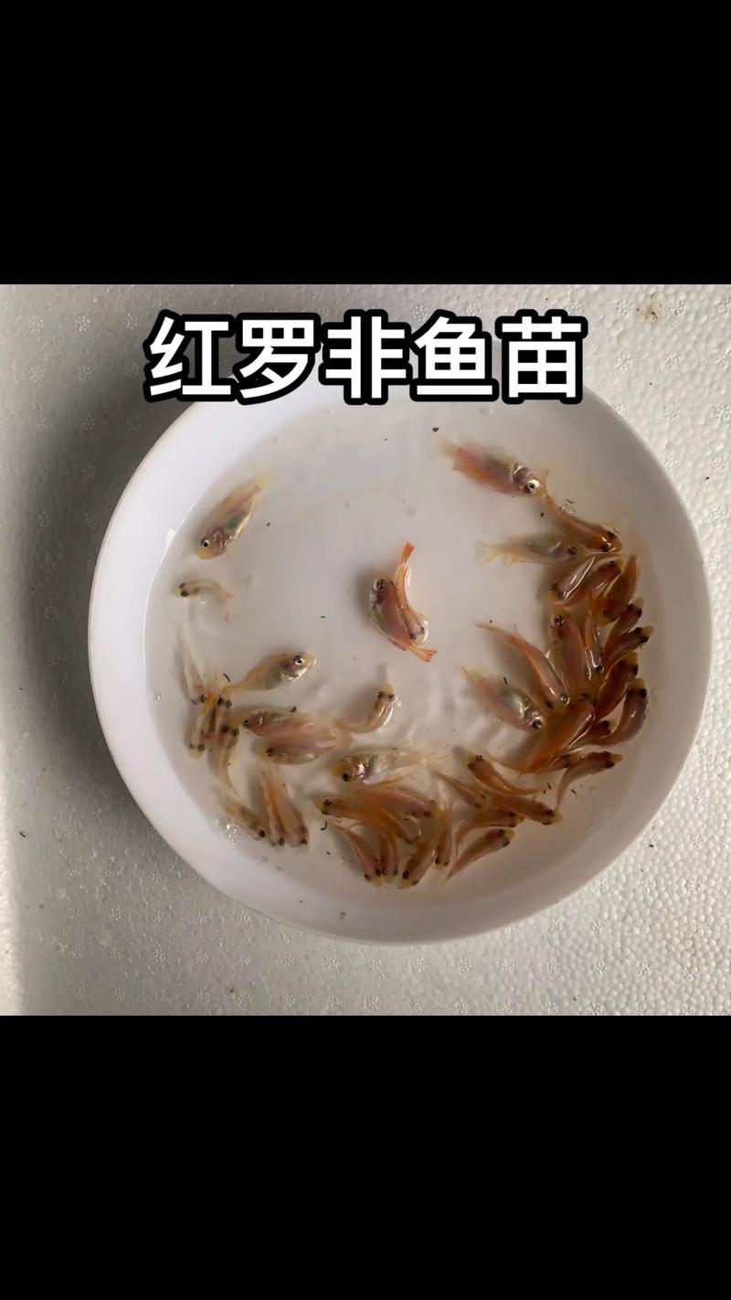 罗非鱼苗养殖技术要点有哪些？-图2