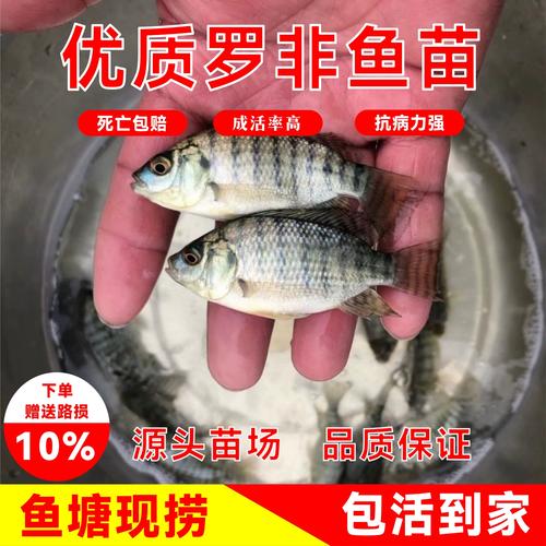 罗非鱼苗养殖技术要点有哪些？-图3