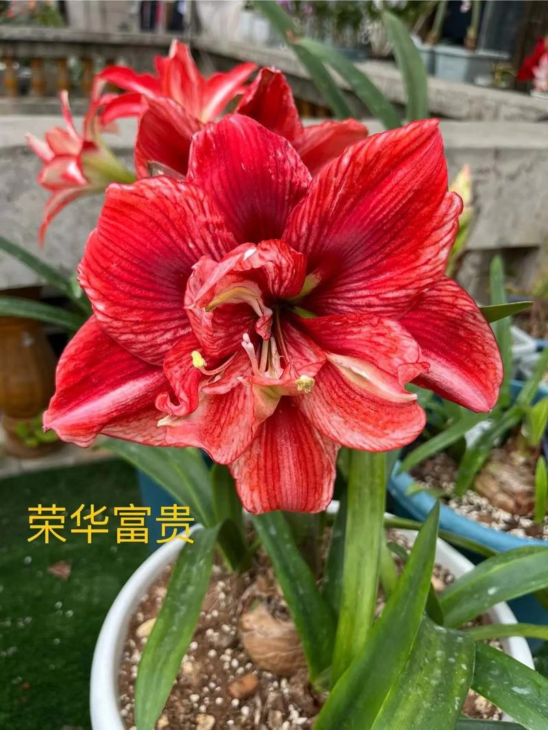 朱顶红最大品种是哪个？-图1