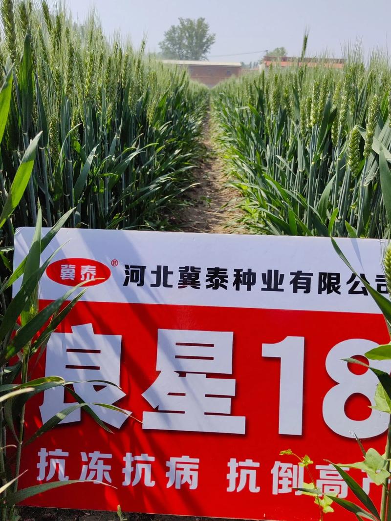 新冬34小麦品种有何特点与优势?-图1 新冬34小麦品种有何特点与优势?-图1