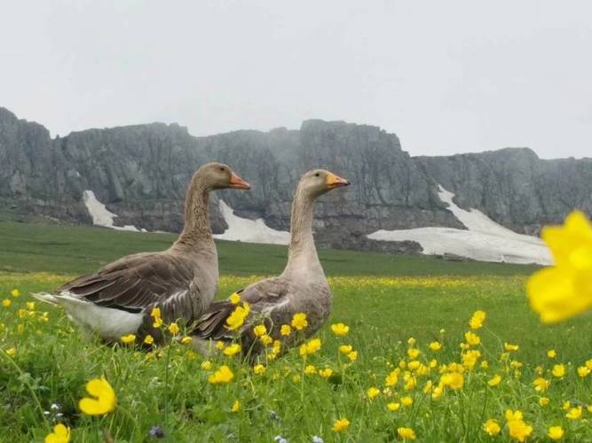新疆适合养哪些鹅品种?-图2 新疆适合养哪些鹅品种?-图2