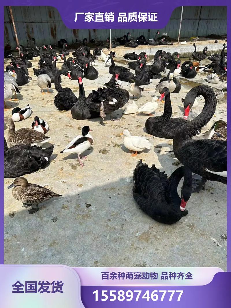 新疆适合养哪些鹅品种?-图1 新疆适合养哪些鹅品种?-图1