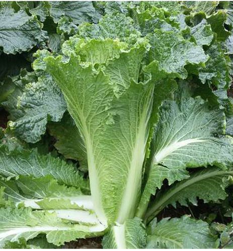 冬天种白菜，哪些品种更合适？-图3