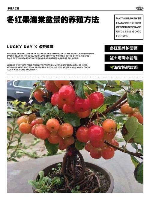 海棠水果盆栽如何修剪？-图1