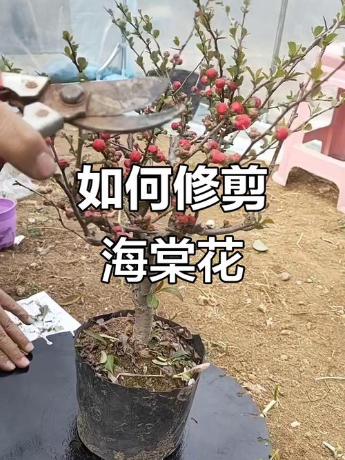 海棠水果盆栽如何修剪？-图3