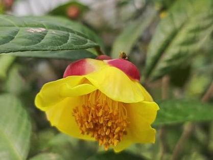 金茶花哪个品种最珍稀？-图1