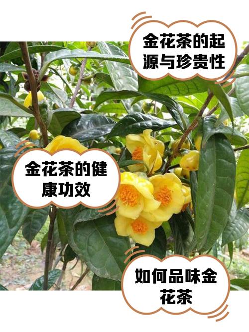 金茶花哪个品种最珍稀？-图2