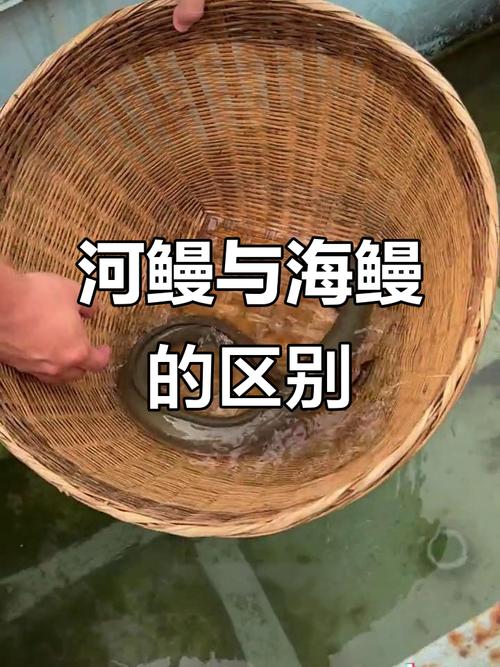 北京周年养殖河鳗技术难点有哪些？-图2