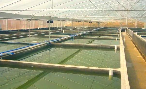 北京周年养殖河鳗技术难点有哪些？-图3